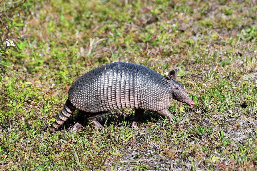 Armadillo in the Merritt Island Wildlife Refuge in Florida Photograph ...