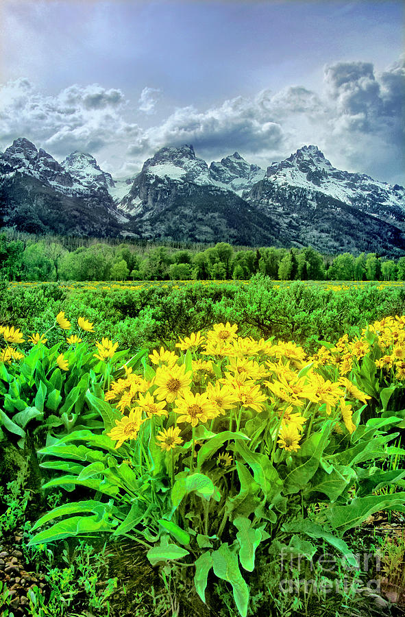 Arrowleaf Balsamroot Grand Tetons National Park Wyoming #2 Photograph by Dave Welling