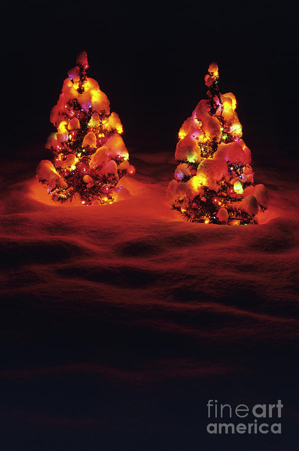 Artificial Christmas Trees In Snow #2 Photograph by Jim Corwin