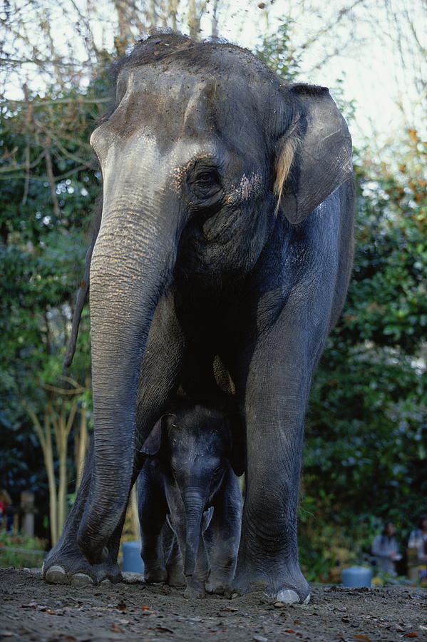 Asian Elephants (elephas Maximus), Mother And Baby #2 Photograph by Art Wolfe