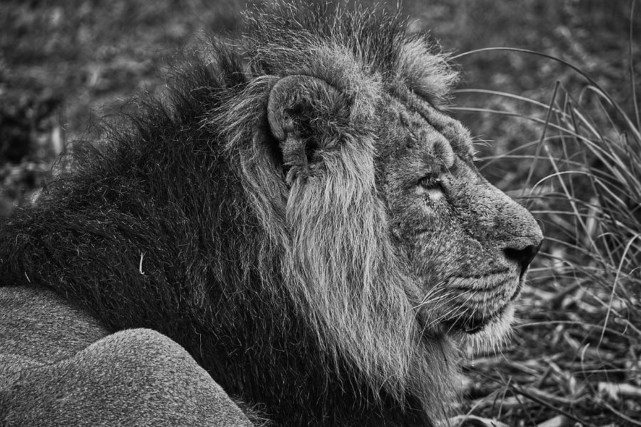 Asian lion in close up. Chester Zoo, United Kingdom. Photograph by ...