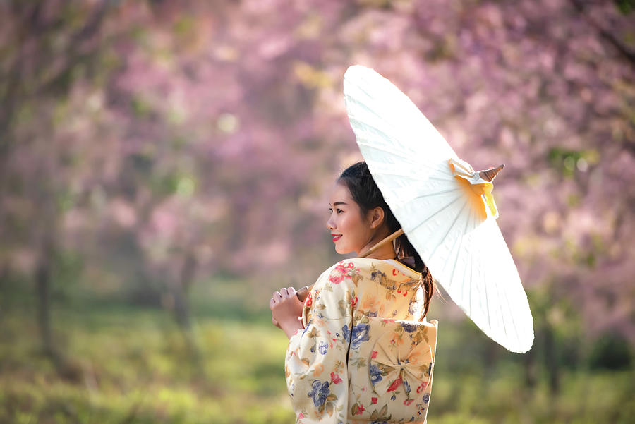 Asian women wear Japanese kimonos and cherry blossoms in spring Mixed ...