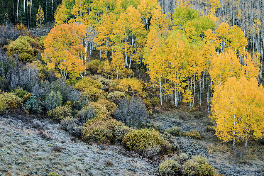 Aspen Fall Color Photograph by Steve Gandy - Fine Art America