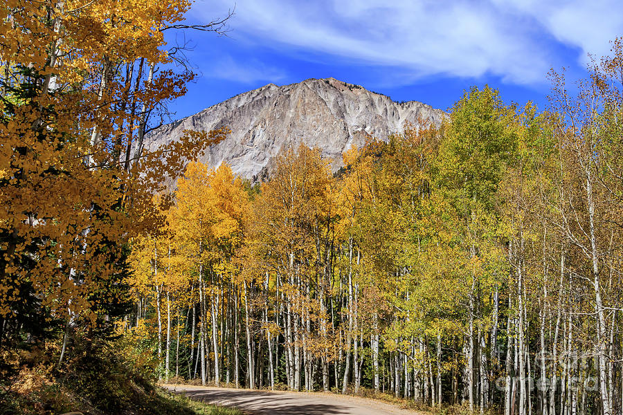 Aspen forest and Autumn scenery in Kebler Pass, Gunnison County, #2 Photograph by Richard Smith