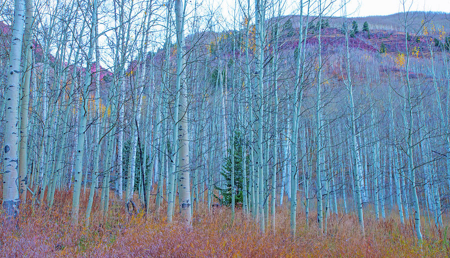 Aspen Trees near Aspen, Colorado 2 Photograph by William Reagan Fine