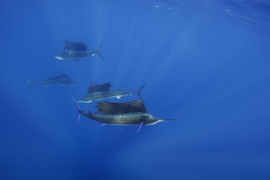 Atlantic sailfish hunting sardines in the waters off the coast of Cancun, Mexico. #2 Photograph by By Wildestanimal