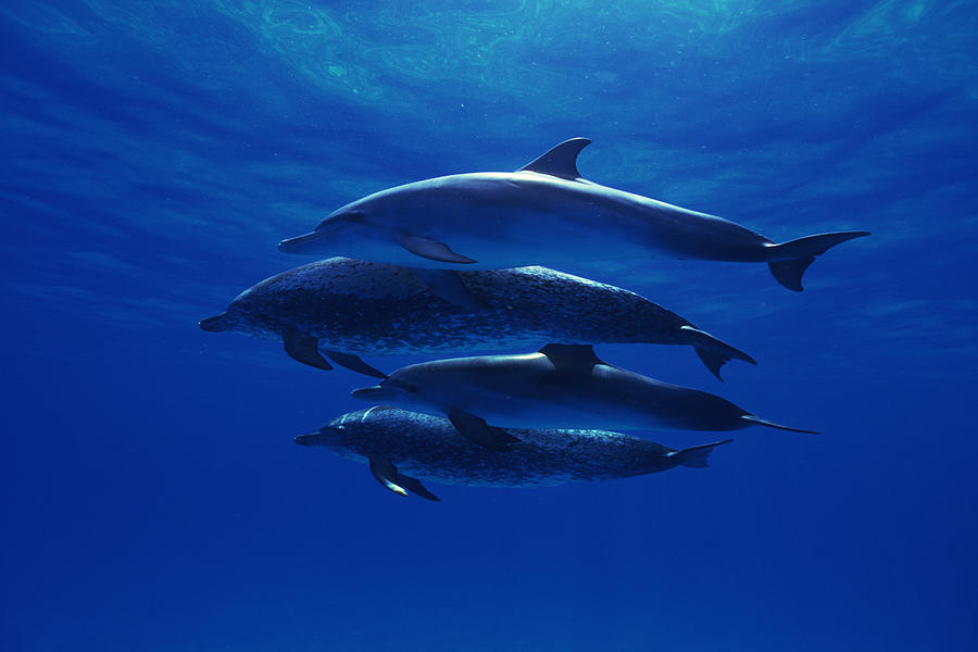 Atlantic spotted dolphins #2 Photograph by Comstock Images