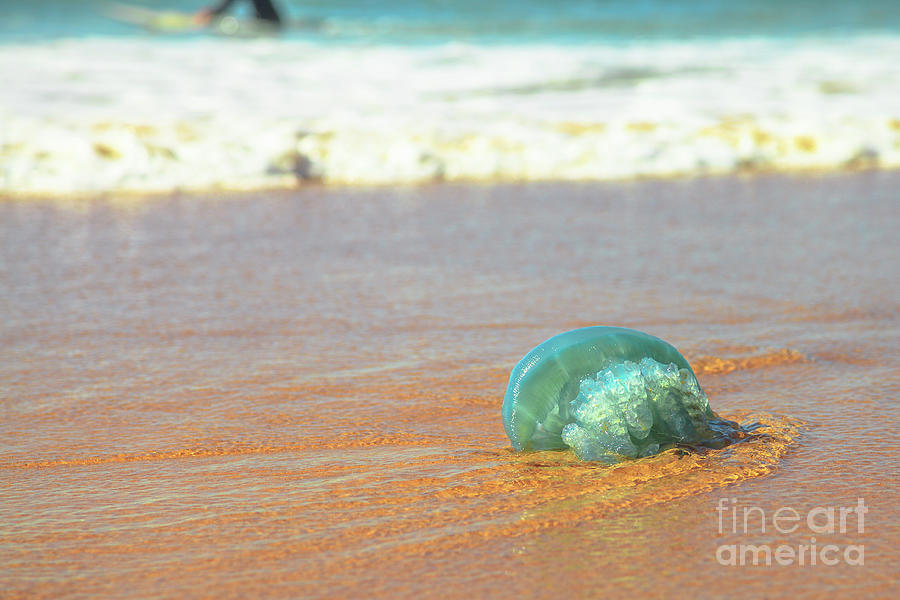 Australian blue jellyfish #2 Photograph by Benny Marty