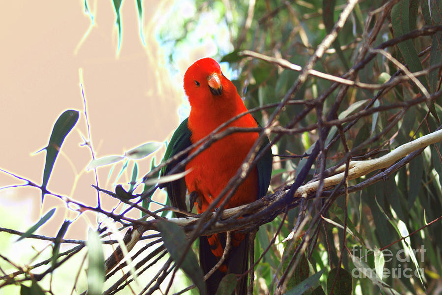Australian King Parrot #2 Photograph by Cassandra Buckley