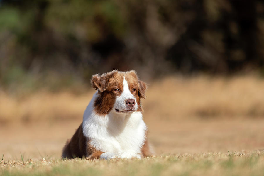Red Tri-coloured Australian Shepherd Photograph by Diana Andersen