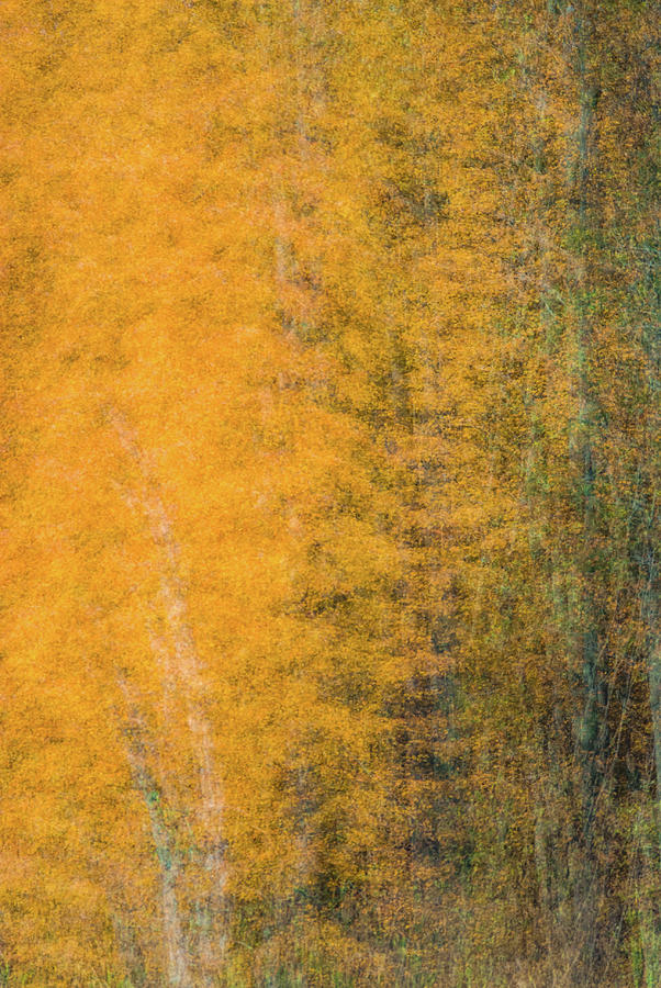 Autumn Abstract #2 Photograph by David Simchock