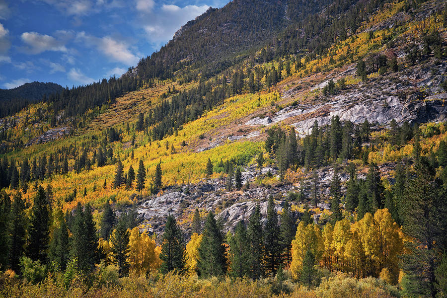 Tree Photograph - Autumn aspen on the slopes of Bishop Creek Canyon. #3 by Larry Geddis