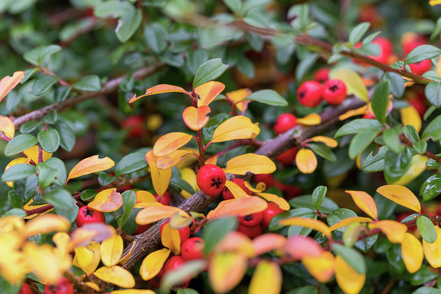 Autumn Background With Red Gaultheria Photograph by Artush Foto - Fine ...