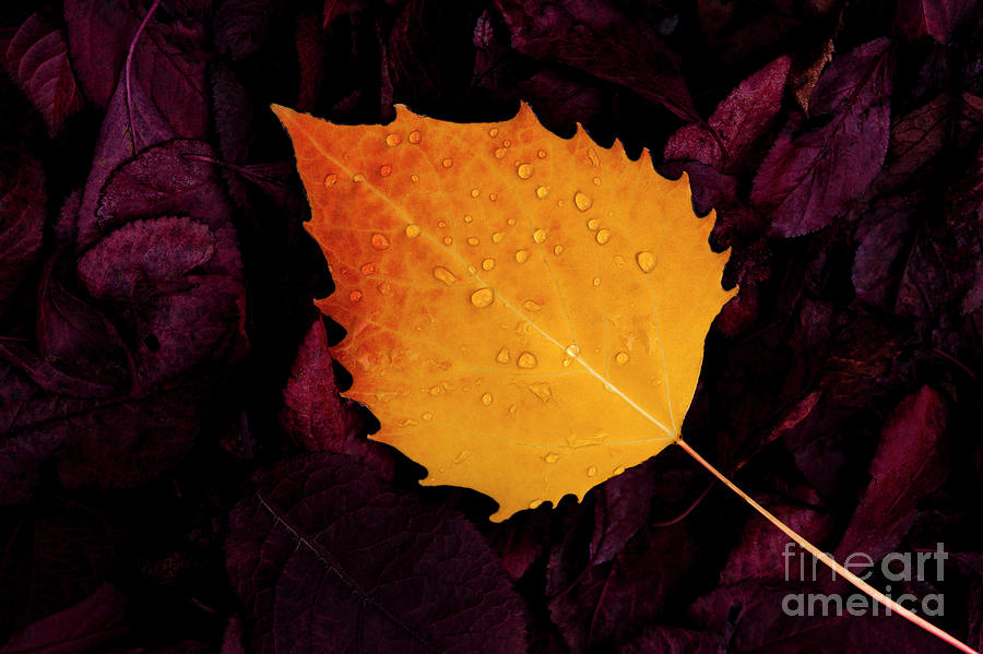 Autumn Birch Leaf On Forest Floor  #2 Photograph by Jim Corwin