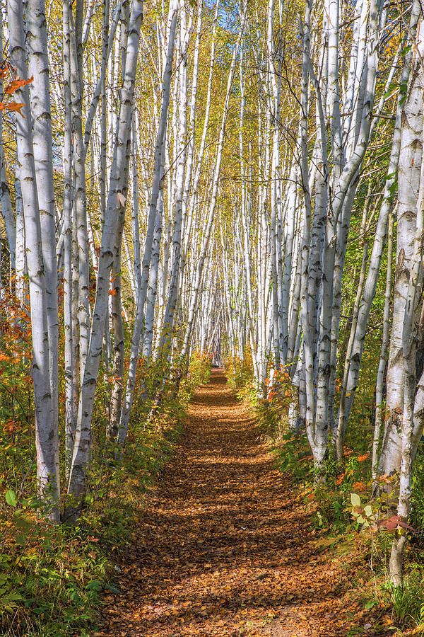 Autumn Birch Path #2 Photograph by White Mountain Images
