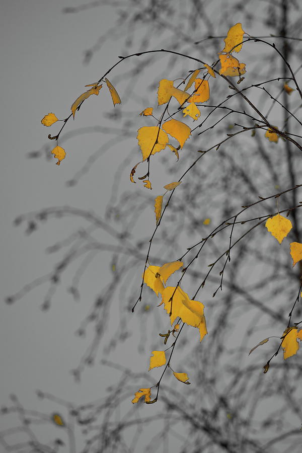 Autumn colored birch leaves seen against the darkening sky at dusk #2 Photograph by Ulrich Kunst And Bettina Scheidulin