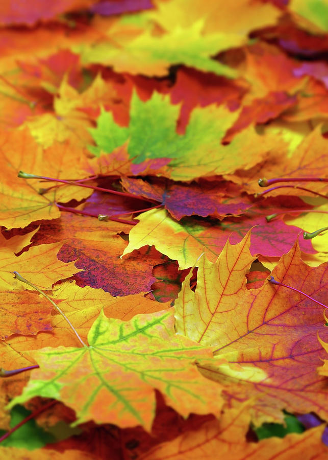 Autumn Colorful Leaves Background #2 Photograph by Mikhail Kokhanchikov