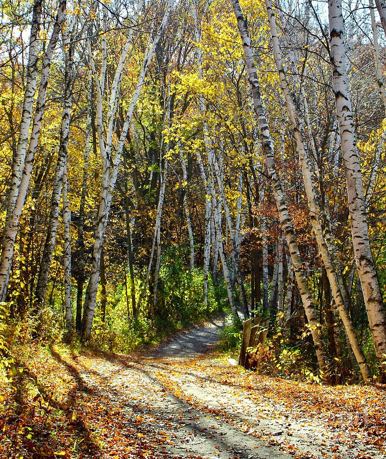 Autumn Colors, Minnesota Photograph by Ann Brown - Fine Art America