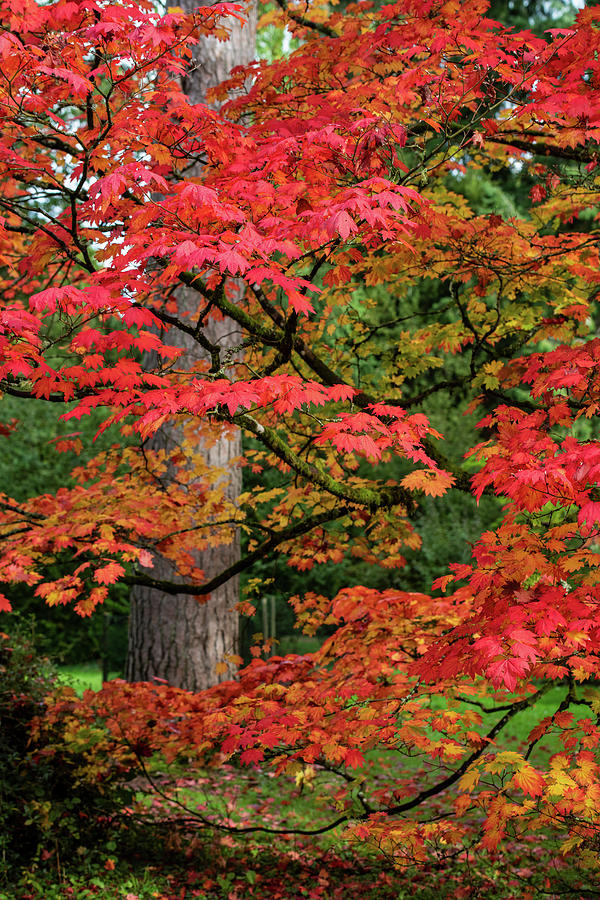 Autumn colours at Westonbirt Arboretum in Gloucestershire Photograph by