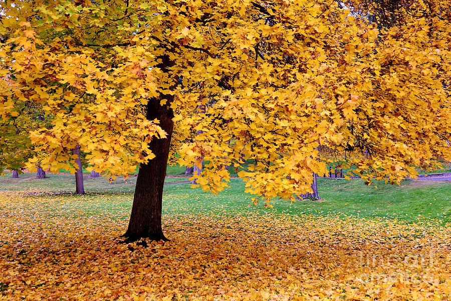 Autumn Gold #2 Photograph by Carol Groenen