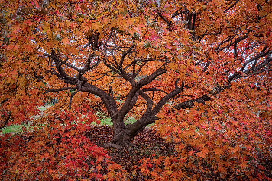 Autumn In DC  Photograph by Robert Fawcett