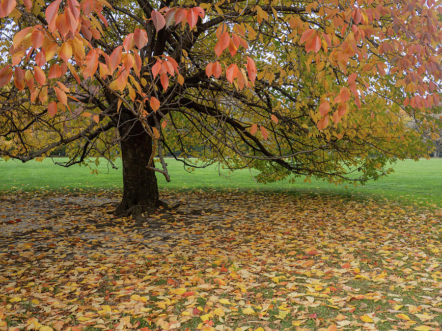 Autumn Leaves #2 Photograph by Cornelis Verwaal