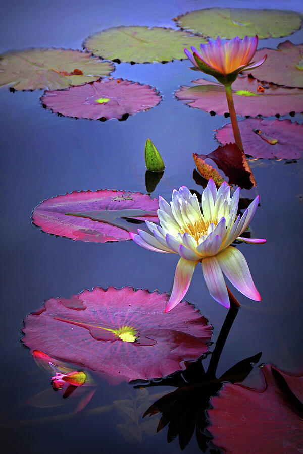 Lily Photograph - Autumn Lily #2 by Jessica Jenney