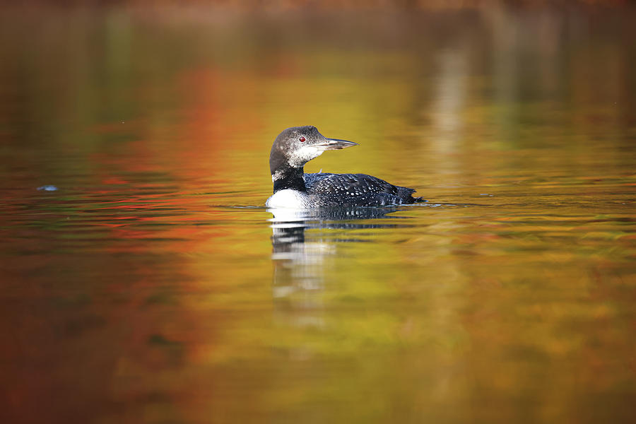 Autumn Loon #2 Photograph by Brook Burling