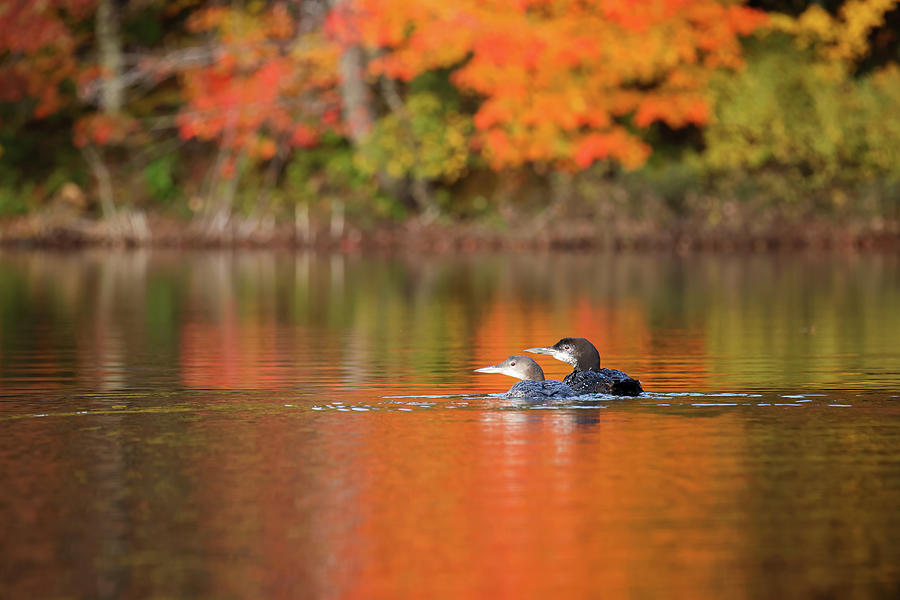 Autumn Loons #2 Photograph by Brook Burling