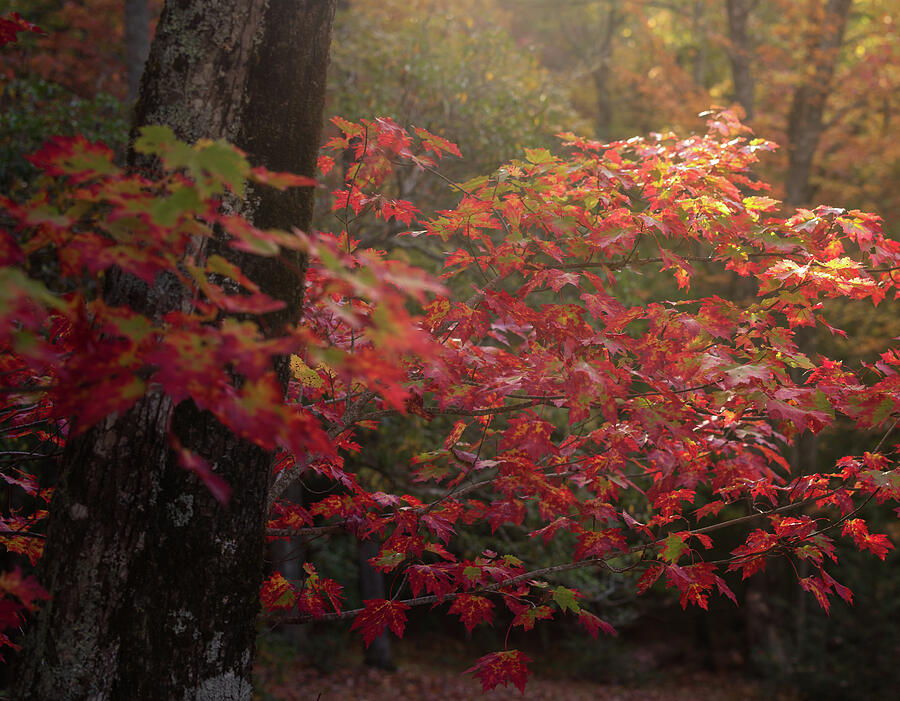 Autumn Red #2 Photograph by Donnie Whitaker