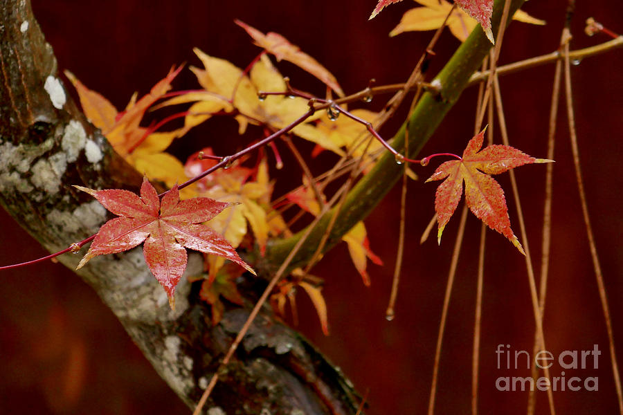 Autumn #2 Photograph by Sean Griffin