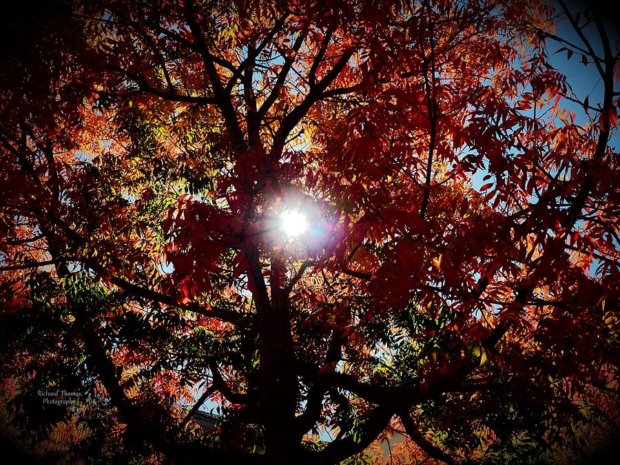 Happy Autumn Sunshine Photograph by Richard Thomas - Fine Art America