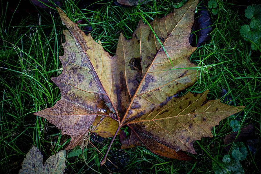 Autumn vibes #3 Photograph by Robert Grac