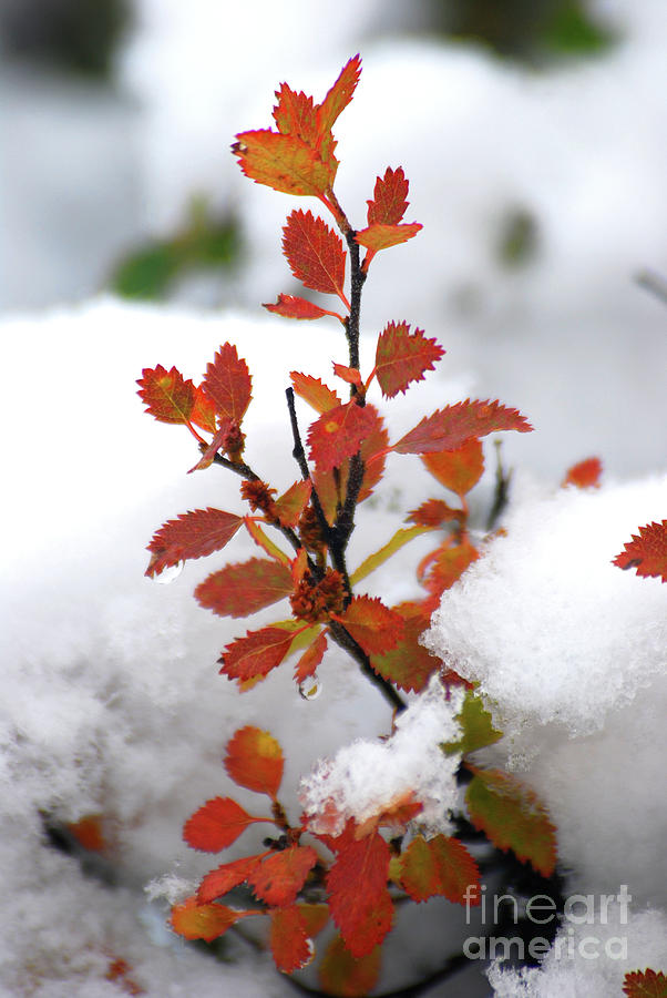 Autumn visited winter #2 Photograph by Elbegzaya Lkhagvasuren