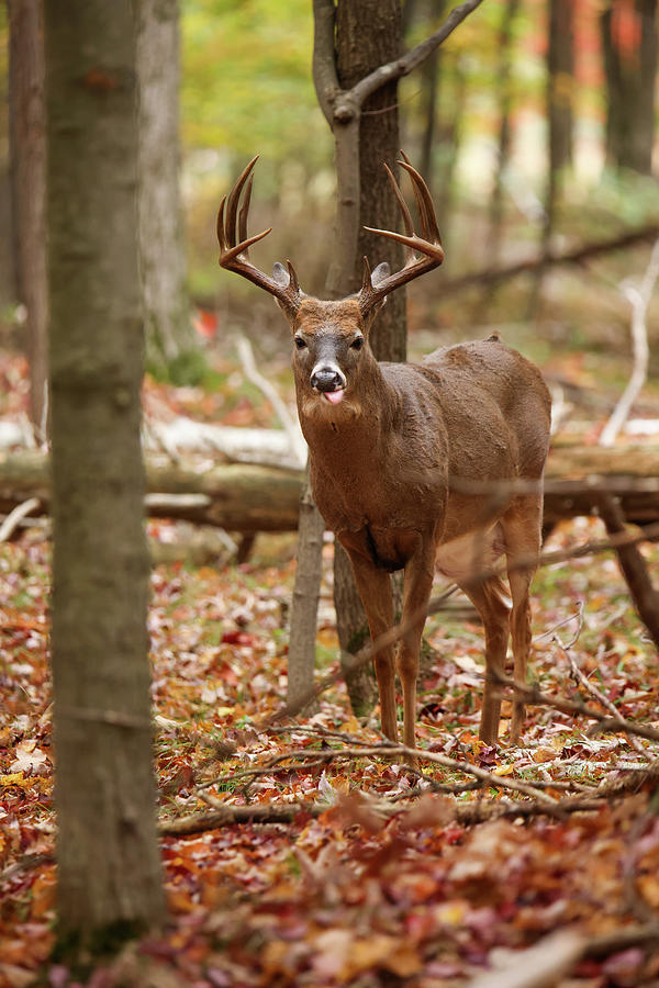 Autumn Whitetail Buck #2 Photograph by Brook Burling