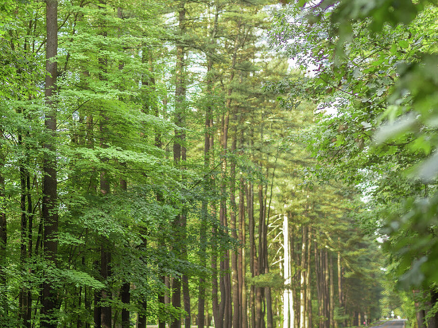 Avenue of Pines Photograph by Katie Dobies Avenue of Pines Photograph by Katie Dobies