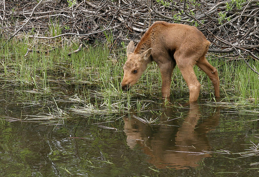 Baby Moose #2 Photograph by Ronnie And Frances Howard