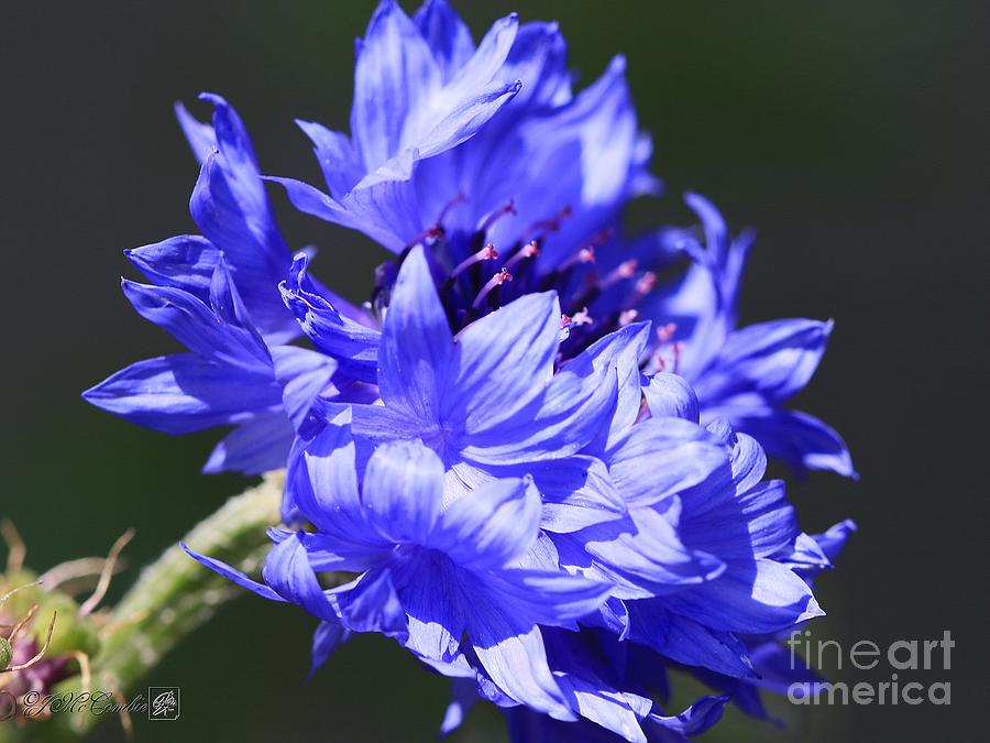 Centaurea cyanus 'Blue Diadem' Bachelor's Buttons