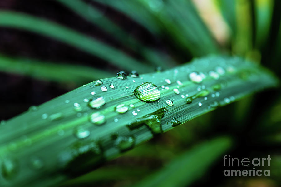 Background With Green Leaves And Detail Of Dew Drops At Sunset With Copy Space. Photograph