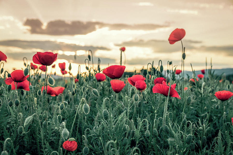 Backlit flowery field of red poppies at sunrise #1 Photograph by Benoit Bruchez