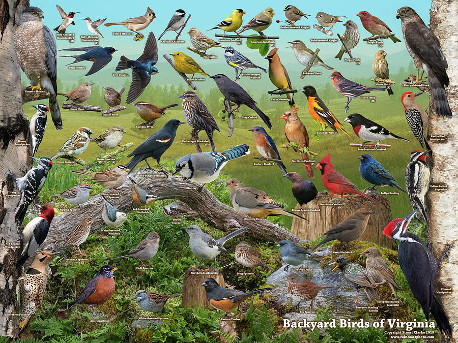 Bird Digital Art - Backyard Birds of Virginia  by Stuart Clarke