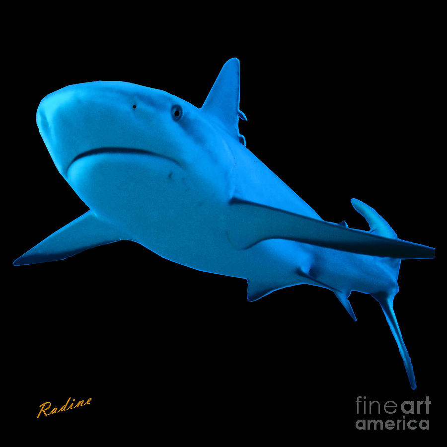 Bahamas Reef Shark #3 Photograph by Radine Coopersmith