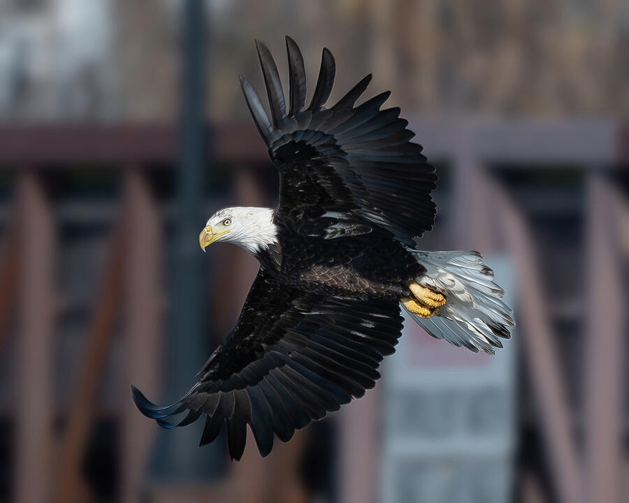 Bald Eagle #2 Photograph by Alan Moore Bald Eagle #2 Photograph by Alan Moore