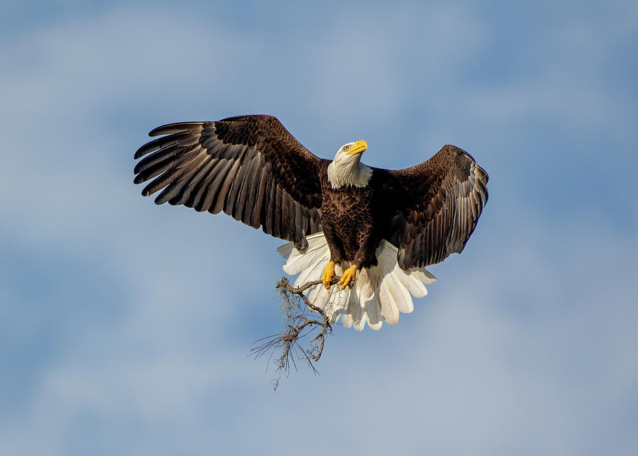 Bald Eagle Photograph by Bill Dodsworth - Fine Art America