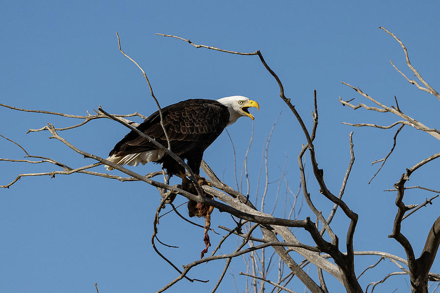 Bald Eagle Guards its Meal #2 Photograph by Tony Hake