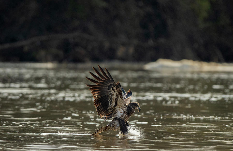 Bald Eagle, haliaeetus leucocephalus, Raptor Art, Hall River, North Carolina #2 Photograph by Eric Abernethy