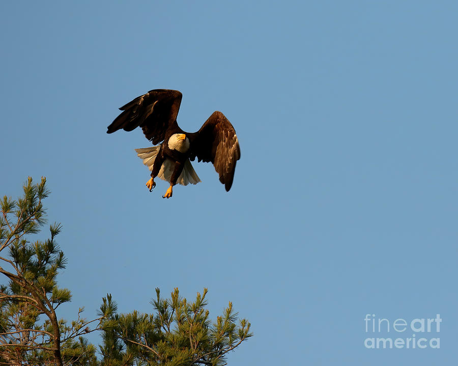 Bald eagle in flight #2 Photograph by Heather King