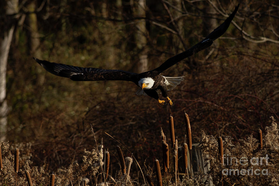 Bald Eagle in flight #2 Photograph by JT Lewis