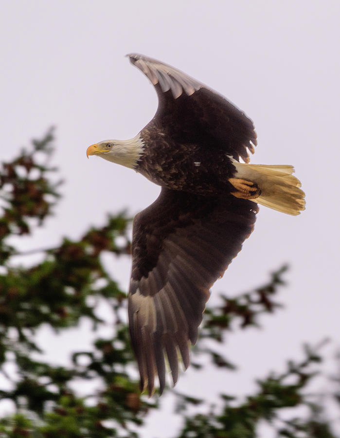 Bald Eagle in Flight #3 Photograph by Matthew Nelson