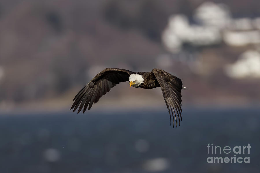 Bald eagle in flight #2 Photograph by Sam Rino